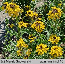 Erysimum pulchellum (pszonak nadobny)