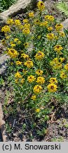 Erysimum pulchellum (pszonak nadobny)