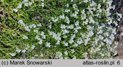 Arabis scopoliana (gęsiówka Scopoliego)