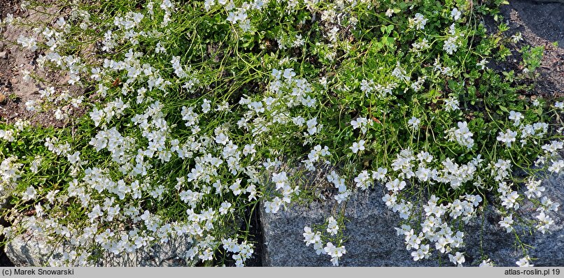 Arabis scopoliana (gęsiówka Scopoliego)