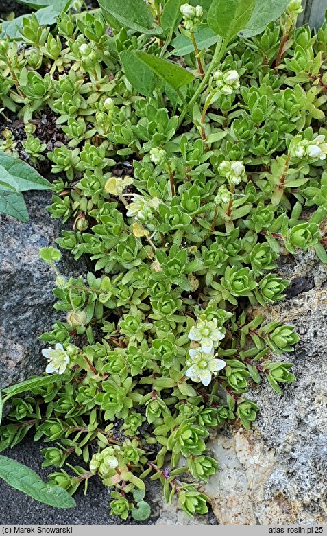 Saxifraga omolojensis (skalnica Ledeboura)