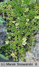 Saxifraga omolojensis (skalnica Ledeboura)