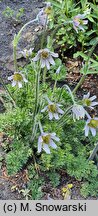 Pulsatilla albana (sasanka albańska)