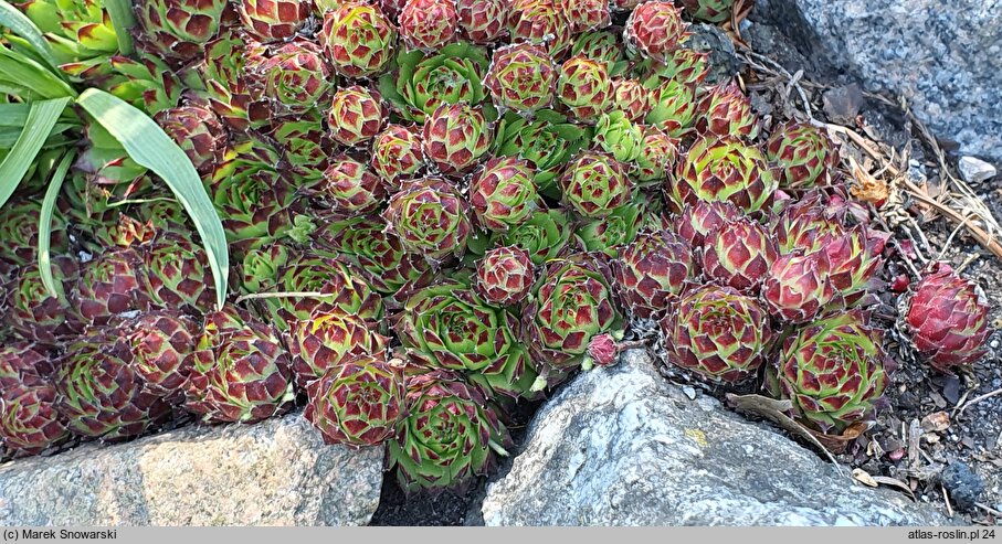 Sempervivum ×funckii (rojnik Funcka)