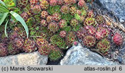 Sempervivum ×funckii (rojnik Funcka)