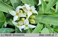 Daphne alpina (wawrzynek alpejski)