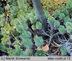 Cotula hispida (kotula owłosiona)