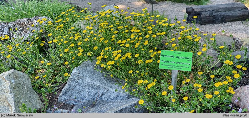 Potentilla hyparctica (pięciornik arktyczny)