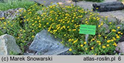 Potentilla hyparctica (pięciornik arktyczny)