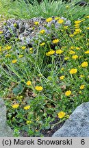 Potentilla hyparctica (pięciornik arktyczny)