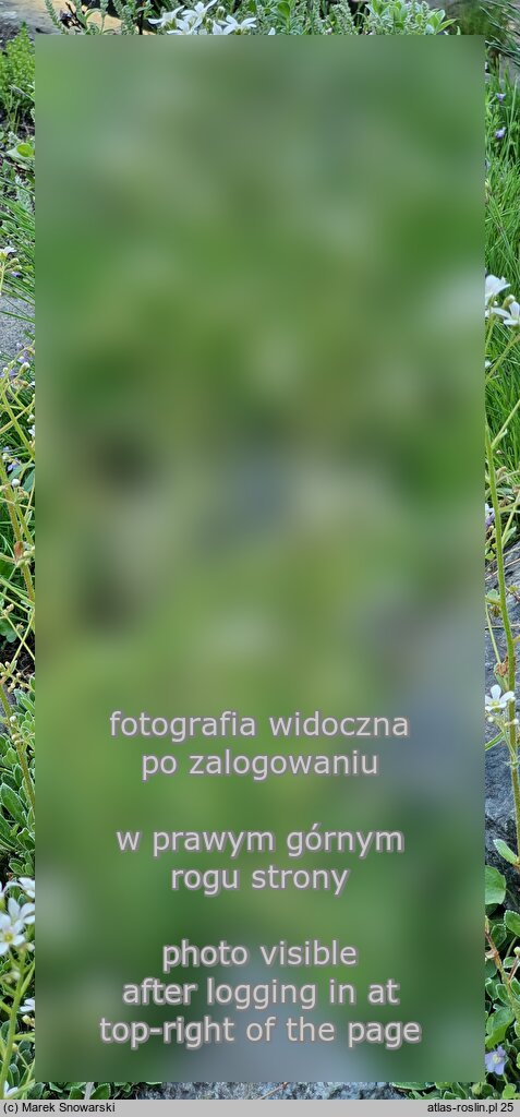 Saxifraga ×macnabiana