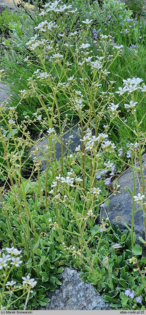 Saxifraga ×macnabiana