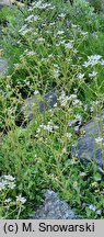 Saxifraga ×macnabiana