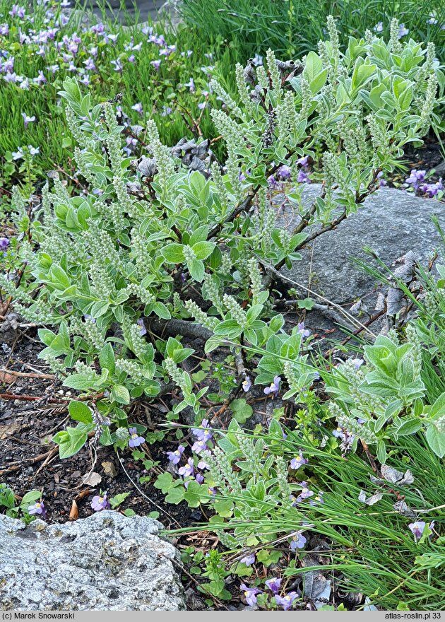 Salix pyrenaica (wierzba pirenejska)