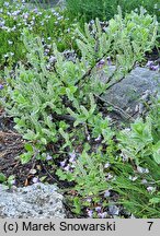 Salix pyrenaica (wierzba pirenejska)