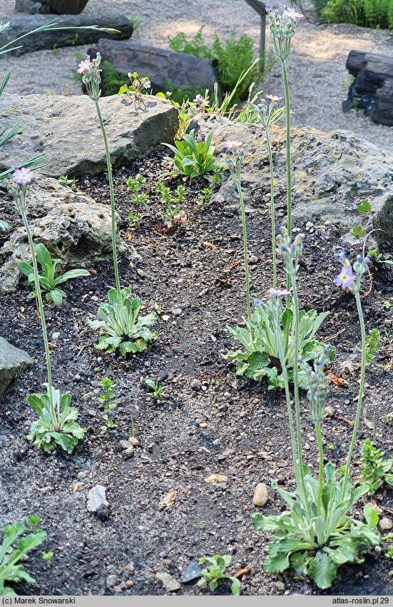 Primula scandinavica (pierwiosnek skandynawski)