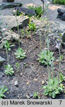 Primula scandinavica (pierwiosnek skandynawski)