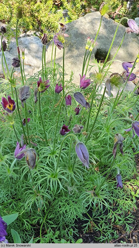 Pulsatilla rubra (sasanka czerwona)