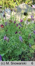 Pulsatilla rubra (sasanka czerwona)