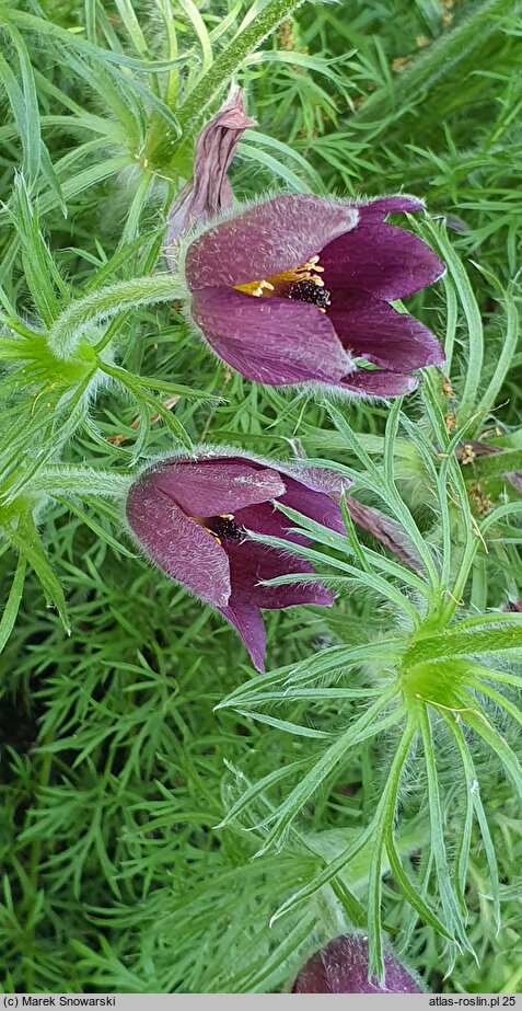 Pulsatilla rubra (sasanka czerwona)