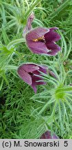 Pulsatilla rubra (sasanka czerwona)