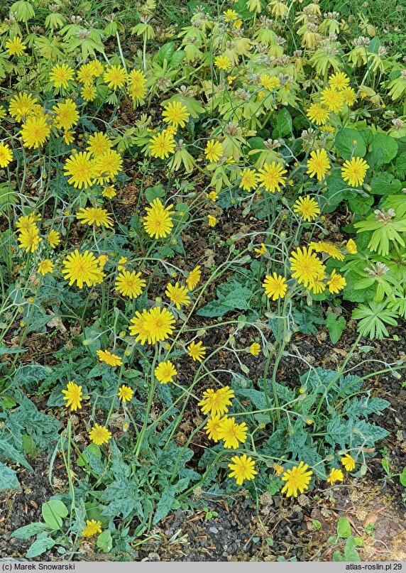 Hieracium murorum Maculatum