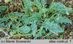 Hieracium murorum Maculatum