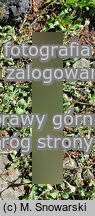 Antennaria plantaginifolia (ukwap babkolistny)