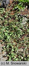 Antennaria plantaginifolia (ukwap babkolistny)