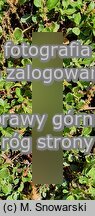 Eriogonum umbellatum ssp. majus var. majus (pokoślin baldaszkowaty odm. większa)