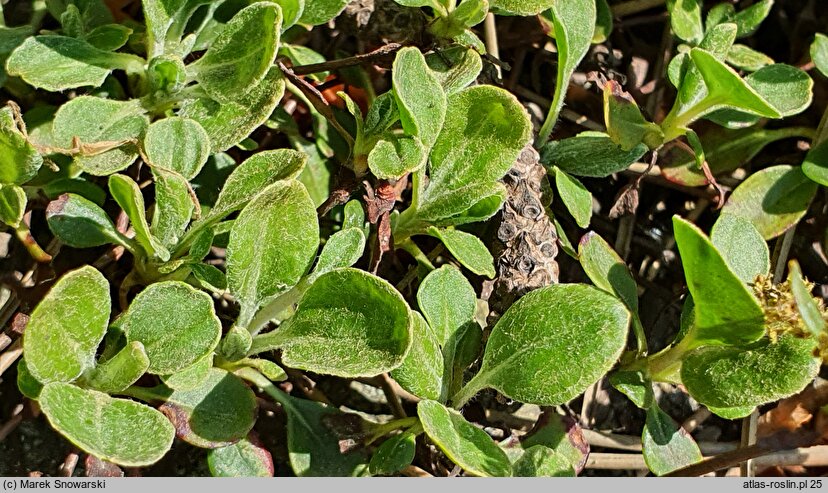 Eriogonum umbellatum ssp. majus var. majus (pokoślin baldaszkowaty odm. większa)