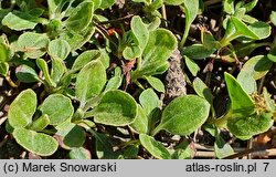 Eriogonum umbellatum ssp. majus var. majus (pokoślin baldaszkowaty odm. większa)