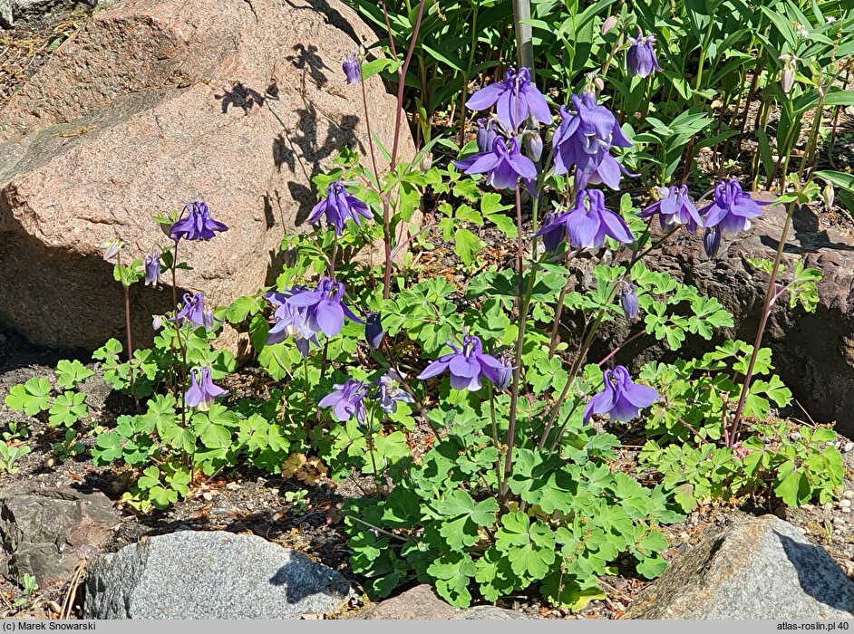 Aquilegia saximontana