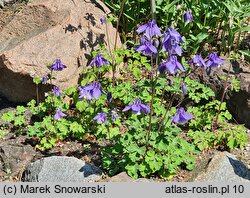 Aquilegia saximontana