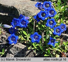 Gentiana acaulis (goryczka bezłodygowa)