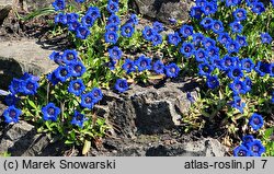 Gentiana acaulis (goryczka bezłodygowa)