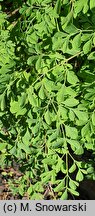 Corydalis lutea (kokorycz żółta)