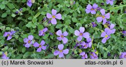 Aubrieta libanotica (żagwin libański)