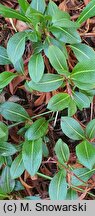 Polygonum affine (rdest pokrewny)