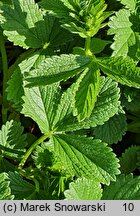 Potentilla montenegrina (pięciornik czarnogórski)