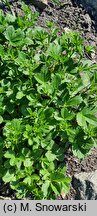 Potentilla montenegrina (pięciornik czarnogórski)