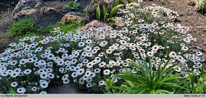 Rhodanthemum Casablanca