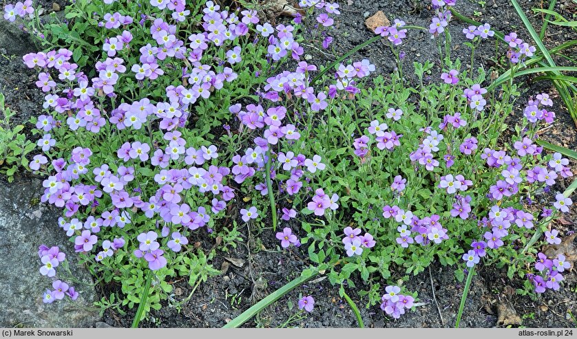 Aubrieta libanotica (żagwin libański)