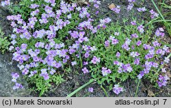 Aubrieta libanotica (żagwin libański)