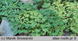 Geranium renardii (bodziszek Renarda)