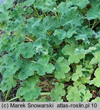 Geranium renardii (bodziszek Renarda)