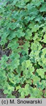 Geranium renardii (bodziszek Renarda)