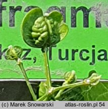Pachyphragma macrophyllum (tobołki wielkolistne)