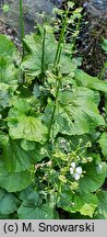 Pachyphragma macrophylla (pachyfragma wielkolistna)