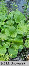 Pachyphragma macrophyllum (tobołki wielkolistne)